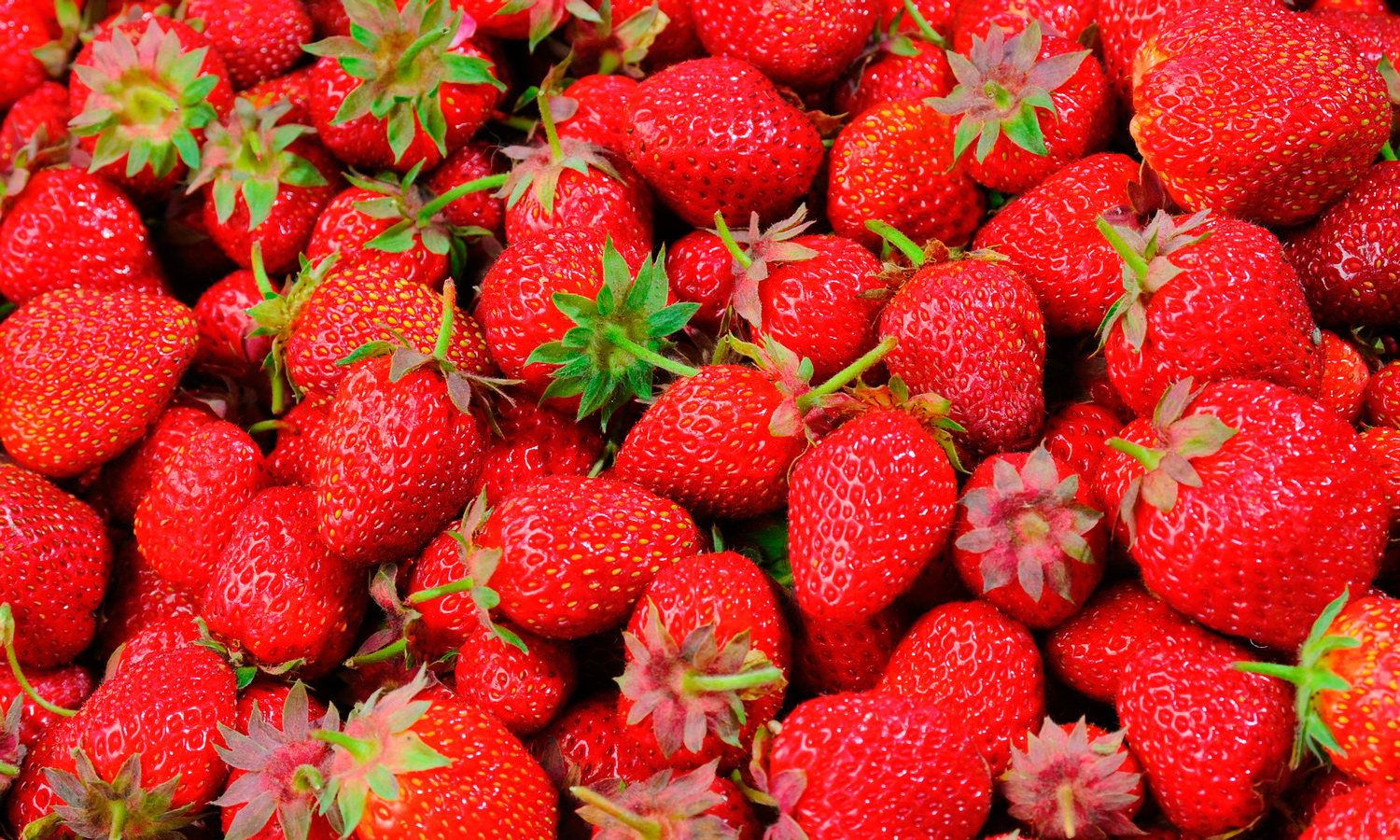 strawberries-528791_FFU_web